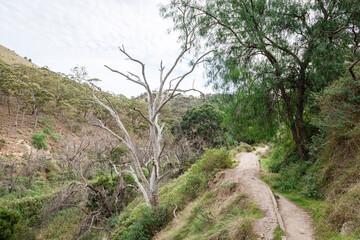 mountain landscape with trees
