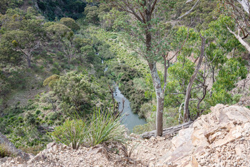pine tree in the mountains