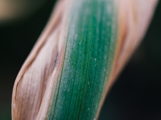 Close up of a plant leaf