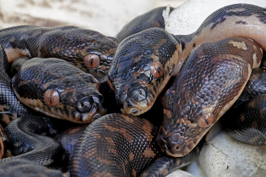 Australian Diamond Python's hatching from eggs