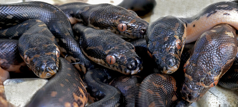 Australian Diamond Python hatching from egg