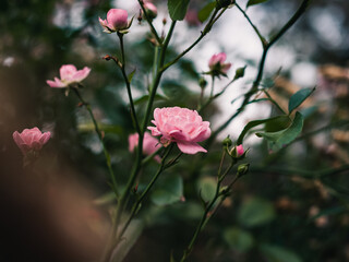 Flowers in the garden