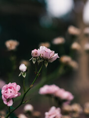 Flowers in the garden