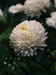 flower in the garden