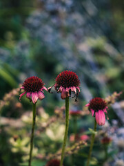 Flowers in the garden