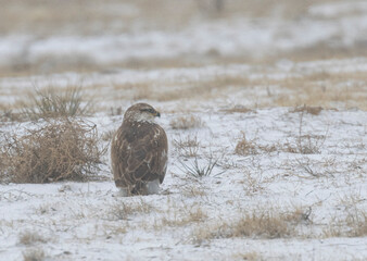 Ferruginous Hawk