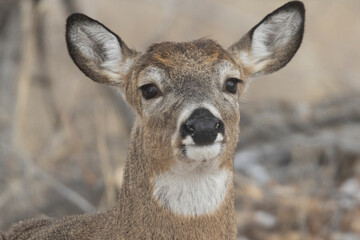 White Tail Deer