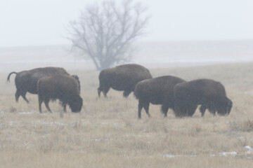 American Bison