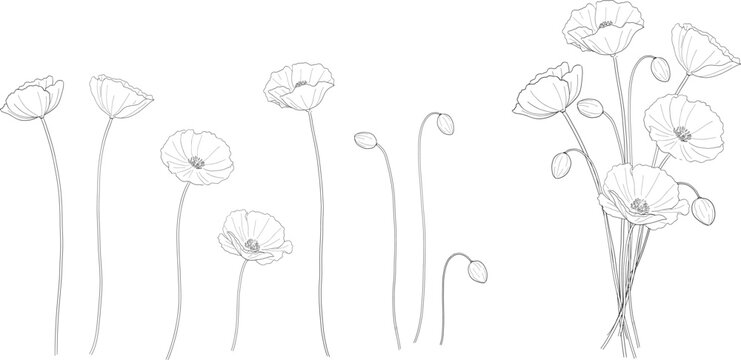 ポピーの蕾」の写真素材 | 1,393件の無料イラスト画像 | Adobe Stock