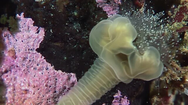 Observe a stalked jellyfish, Lucernaria quadricornis, in its Arctic underwater environment. This unique cnidarian clings to the substrate in the cold, pristine waters.