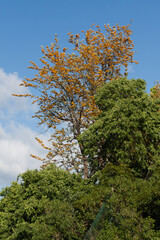 Fototapeta premium Trees in the garden, Coimbra