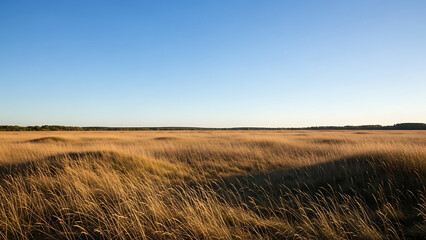 Vast Golden Field of Dry Grass Under Clear Blue Sky at Sunset