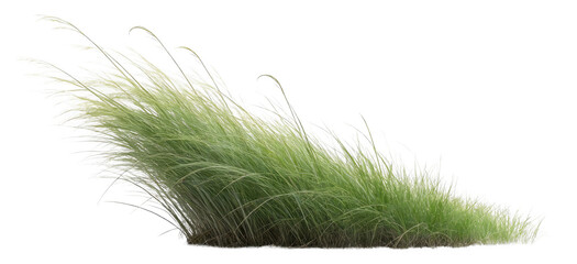 A vibrant clump of green ornamental grass with flowing, wispy blades, ideal for landscape or garden design. Depicts natural foliage and vegetation in a decorative, outdoor setting.