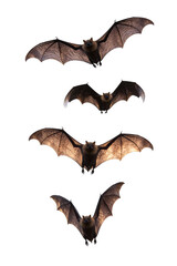 Flying Bats Isolated on White Background