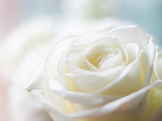 White rose blossom displaying elegant petals, symbolizing purity, love, and beauty with a soft, dreamy backdrop