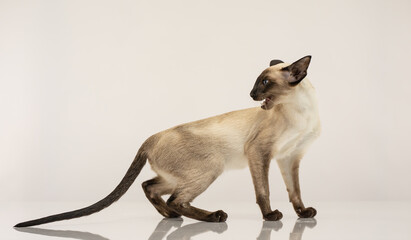 Purebred Oriental Siamese cat with blue eyes posing in studio. © Robert