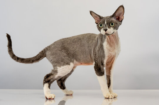 Unusual curly-haired cat breed isolated on white, front view.