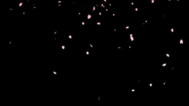 Sakura Cherry Blossom Petals Dancing in Spring Breeze, Slow Motion Pink Flowers Floating Gracefully Through Air, Perfect for Romantic, Nature, and Relaxing Video Scenes