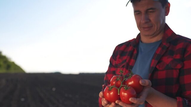 Man holding tomato in field. Hands harvesting tomatoes from a field. Flannel farming in the sunlight producing red. A person grasping a tomato in a field lifestyle.