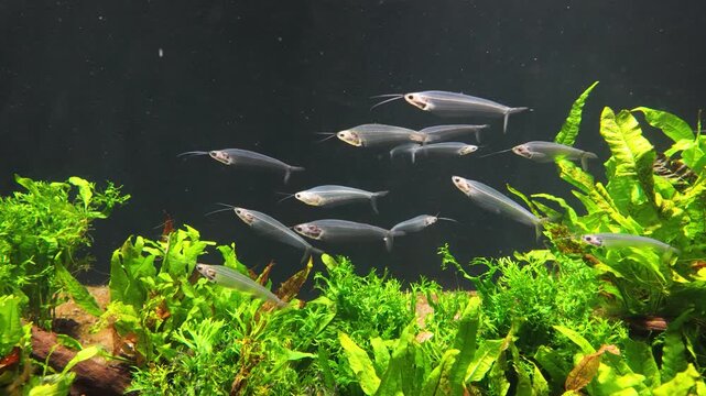 Glass catfish (Kryptopterus vitreolus) are striking freshwater fish known for their almost completely transparent bodies, which make their spine and internal organs visible. 
