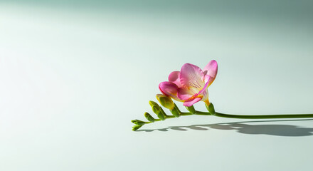 Fototapeta premium Single Fresh Freesia Flower – Horizontal Minimalist Studio on Light Pastel Background