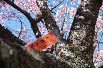 日本で一番階下の早いと言われる熱海の桜