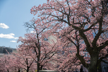 日本で一番開花の早いと言われる熱海桜