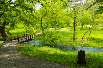 日本の風景・初夏　福島県裏磐梯　新緑の五色沼湖沼群