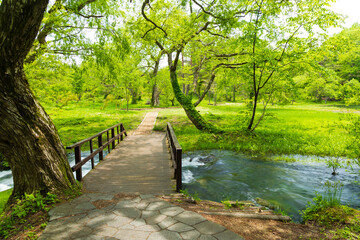 日本の風景・初夏　福島県裏磐梯　新緑の五色沼湖沼群