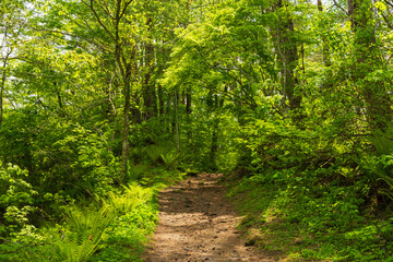 Obraz premium 日本の風景・初夏 福島県裏磐梯 新緑の五色沼湖沼群