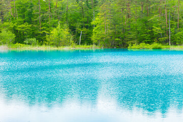 日本の風景・初夏　福島県裏磐梯　新緑の五色沼湖沼群　弁天沼