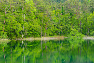 Obraz premium 日本の風景・初夏 福島県裏磐梯 新緑の五色沼湖沼群 るり沼
