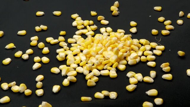 Macro of a large quantity of yellow sweet corn kernels falling in slow motion onto a black background.