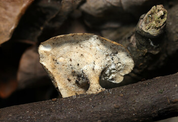 落葉と枯れ枝にツヤウチワタケモドキ茸の腹側の根茎と広がるヒダ（Microporus longisporus、フィールド菌・キノコ類マクロ撮影）