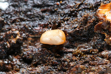 湿潤な朽木裏土壌に越冬成長する体長5mmの小さなナメクジの腹側アップ（自然環境下マクロ撮影）