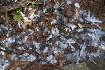 ドバトがタカなどの猛禽類に狩られ、無残にむしられた羽が散乱する山里風景。