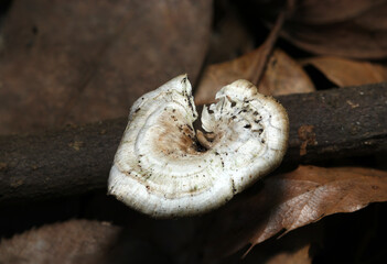 日本の森・落葉と枯れ枝にツヤウチワタケモドキ茸（Microporus longisporus、アウトドアフィールド菌・キノコ類マクロ撮影）