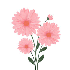 Soft pink daisies with green stems and leaves against a black transparent background