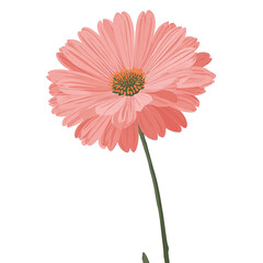 A digitally rendered gerbera daisy in coral hues against a black background, stem included