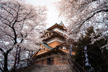 Takashima Castle in full bloom during the cherry blossom season