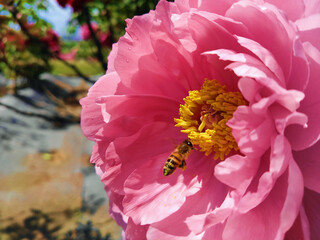 ピンクの牡丹の蜜を吸うミツバチ