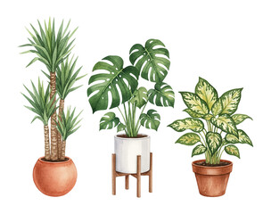 Obraz premium Collection of three watercolor potted house plants including Yucca Monstera and Dieffenbachia with labels