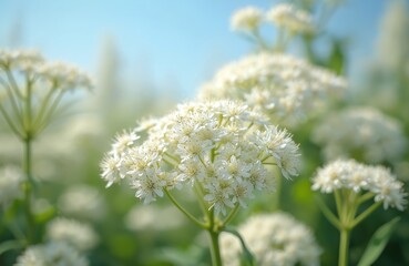 Fototapeta premium White elder flowers bloom on green bush branches. Delicate white inflorescence clusters grow outside. Bright clear blue sky forms background. Gentle nature scene.