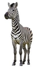 Obraz premium Realistic Zebra Standing on Gray Background Isolated