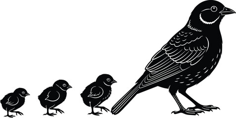 Obraz premium Bird growth stages illustration showing chick to adult crow silhouette evolution concept isolated on white background vector style minimal black design wildlife education