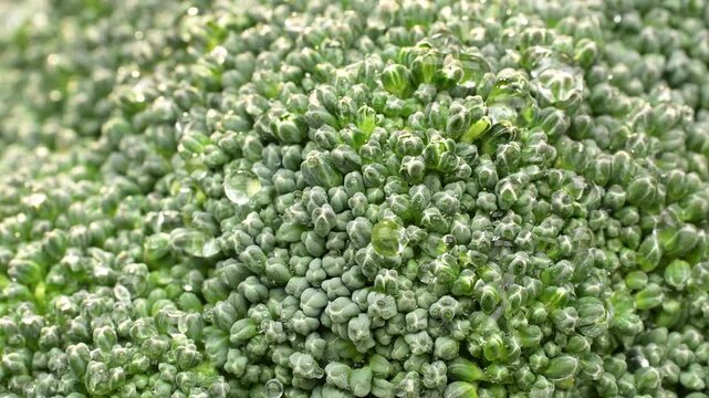 Extreme macro of detailed organic broccoli florets with water droplets, healthy food concept.