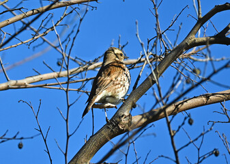 枝にとまるハチジョウツグミ