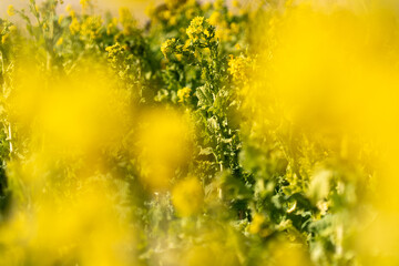 rapeseed flower at park