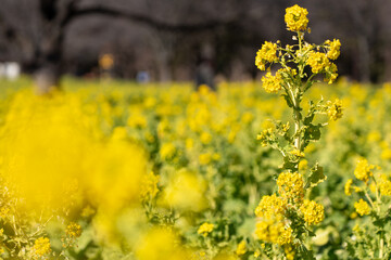 Obraz premium rapeseed flower at park
