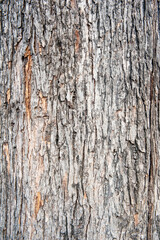 Obraz premium rough-textured background of the natural tree bark 